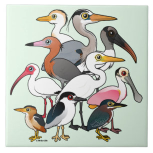 Waders norte-americanos