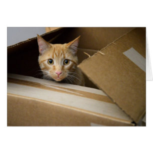 Waffles em um cartão do gatinho da caixa