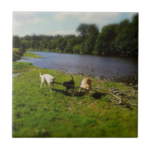 Walkies