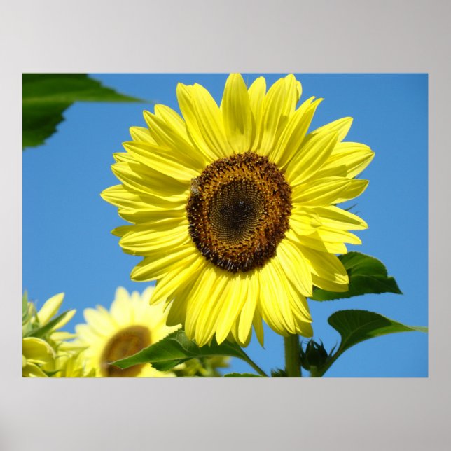 Wall Art Sunflower Art Impressões Blue Sky Canvas (Frente)