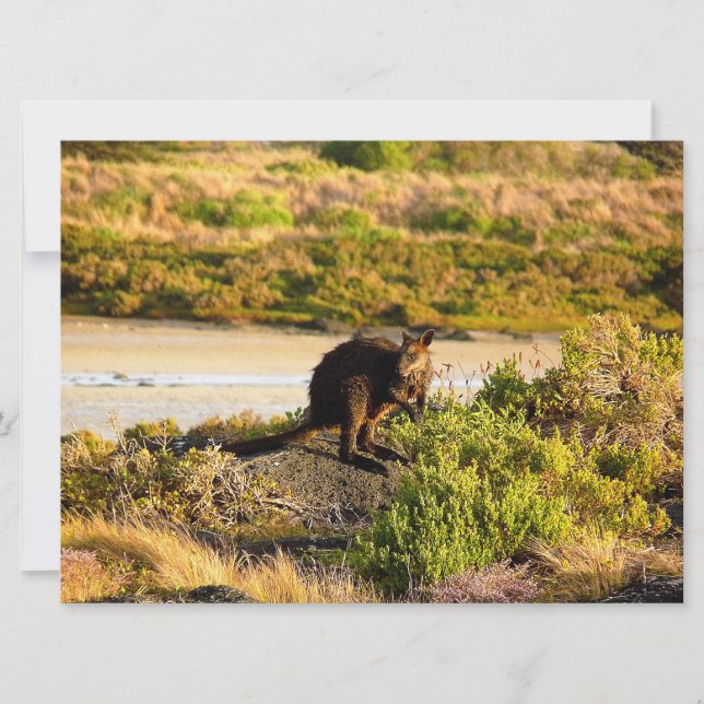 Wallaby no Riverside (Frente)