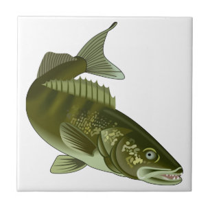 Walleye