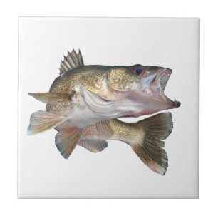 Walleye da pesca