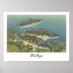 Walleye Painting Poster