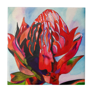 Waratah, cor-de-água natural da Austrália