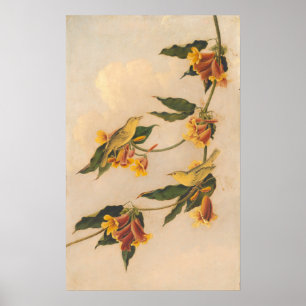 Warbler Amarelo - Joseph B. Kidd Fine Art Poster