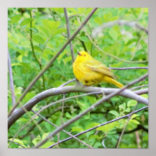 Warbler Amarelo na Poster de Árvore