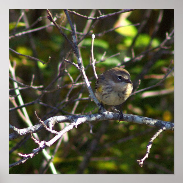 Warbler Bird Photo Poster (Frente)
