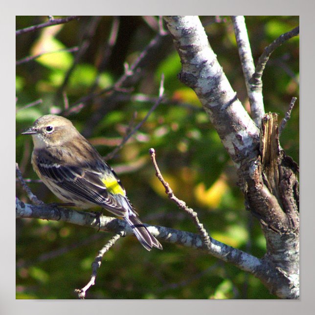 Warbler Bird Photo Poster (Frente)