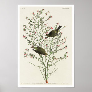 Warbler de Coroa Laranja pela Poster de Audubon