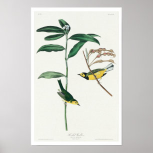 Warbler Hooded por Poster Audubon