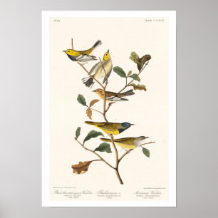 Warbler por Poster Audubon