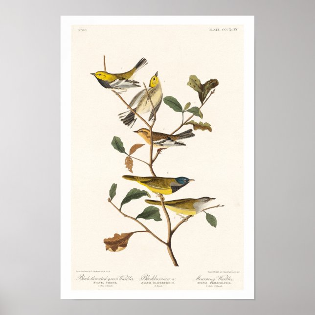 Warbler por Poster Audubon (Frente)