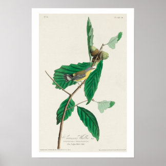 Warbler Preto e Amarelo por Poster Audubon