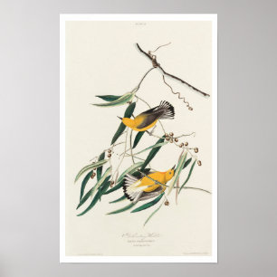 Warbler Prothonotário por Poster Audubon