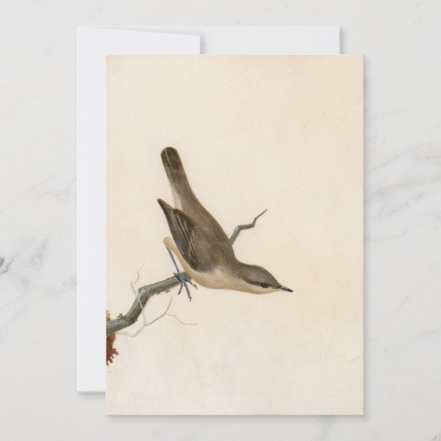 Warbler Reed Wren | William Lewin (Frente)