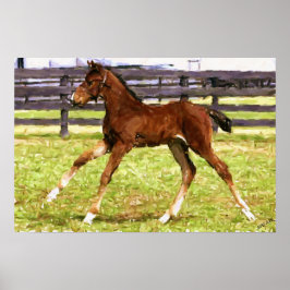Warmblood Foal Poster