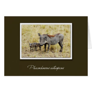 Warthog com os cartões do safari dos leitão