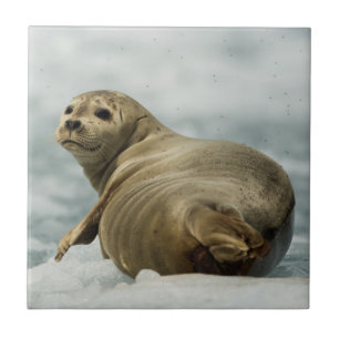 Wary Seal