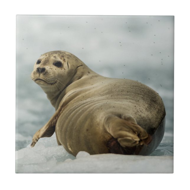 Wary Seal (Frente)