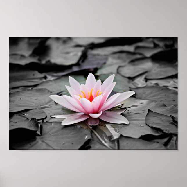 water lily poster (Frente)