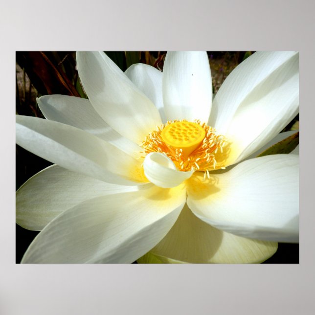 Water Lily Poster (Frente)