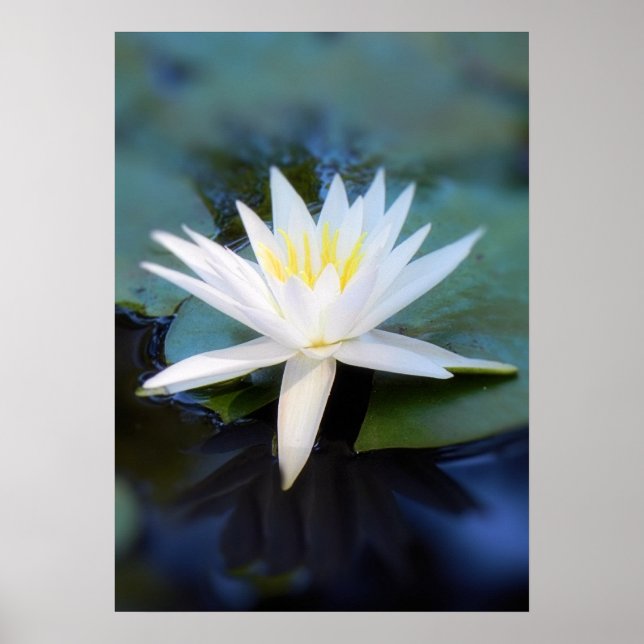 Water Lily Poster (Frente)