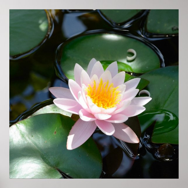 water lily square Poster (Frente)