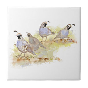 Watercolor California Quail Bird