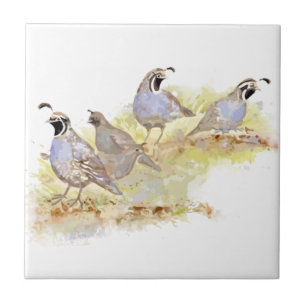 Watercolor California Quail Bird Nature Art