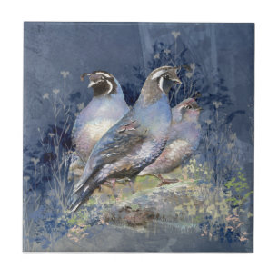 Watercolor California Quail Willife Bird