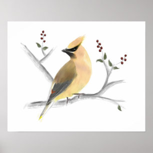 Watercolor Cedar Waxwing Poster Impressão
