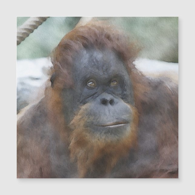 Watercolor Orangotcolor (Frente)