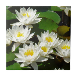 waterlilies e folhas