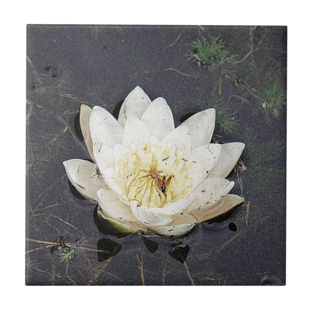 Waterlily (Frente)