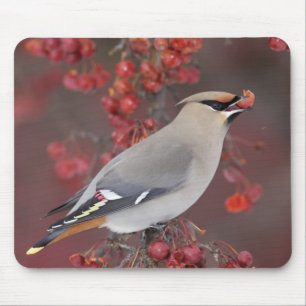 Waxwing boémio Mousepad