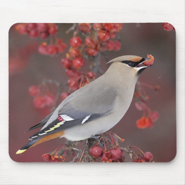 Waxwing boémio Mousepad (Frente)