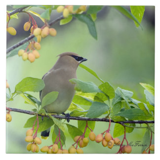 Waxwing de cedro