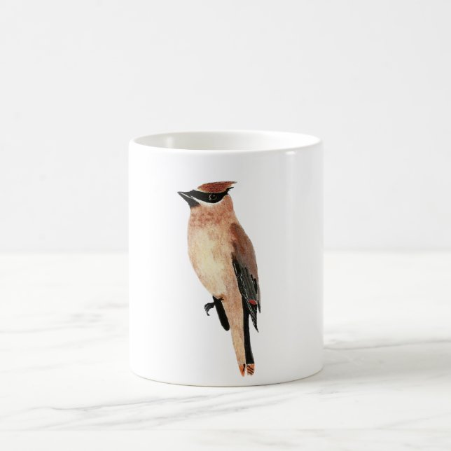 Waxwing de cedro da caneca (Centro)