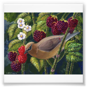 Waxwing de cedro no impressão da foto das