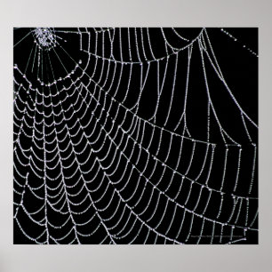 Web do aranha   IMPRESSÃO