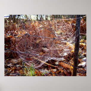 Web of European Garden Spider Poster