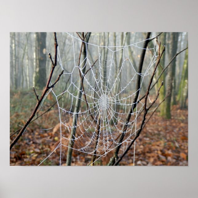 Web of European Garden Spider Poster (Frente)