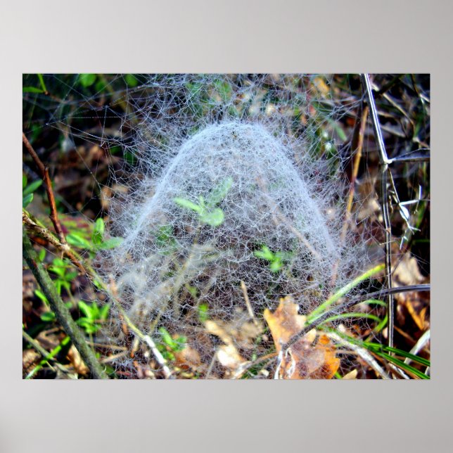 Web of Filmy Dome Spider Poster (Frente)