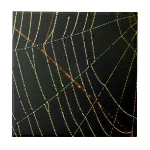 Web Spider