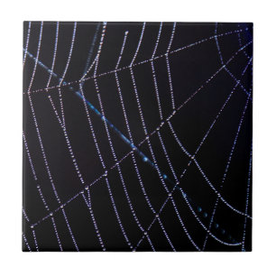 Web Spider