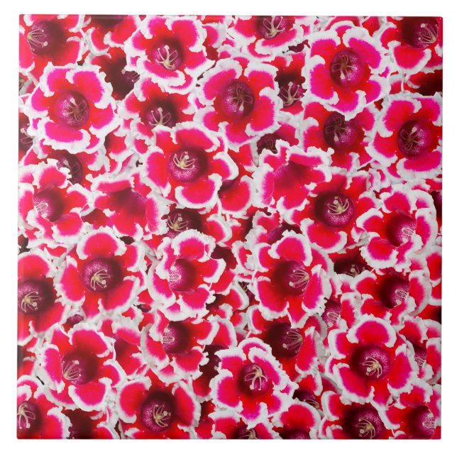 Weigela Flórida Flowers (Frente)