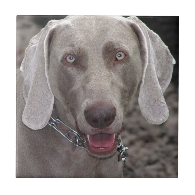 Weimaraner (Frente)