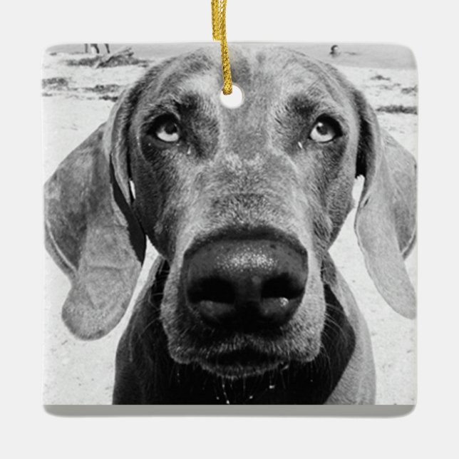 *** WEIMARANER*** ORNAMENTO DE CRISTÃOS (Frente)
