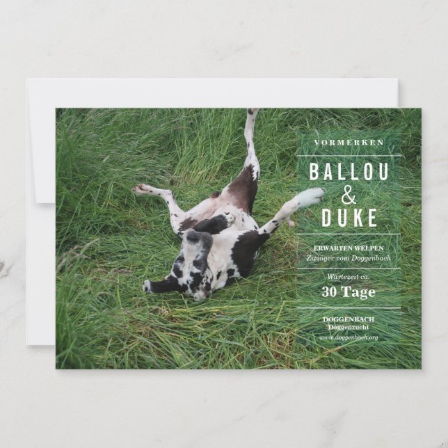 Welpen Ankündigung (Frente)